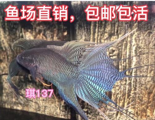 宠物鱼死了 动物 第1张