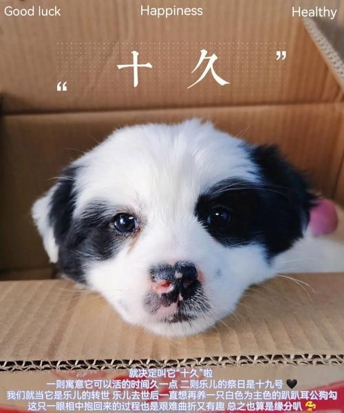去世的宠物回来了 动物 第1张