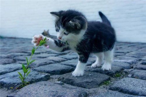 梦见自己宠物猫死了