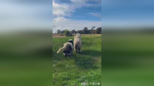 可爱的两只小胖都