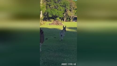小毛驴真好玩