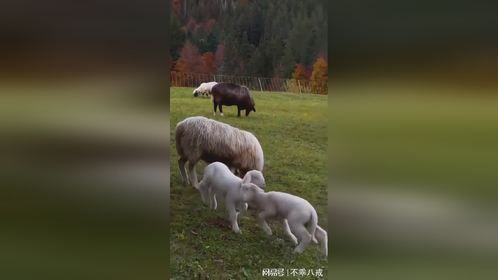 小羊羔快乐谁懂呢
