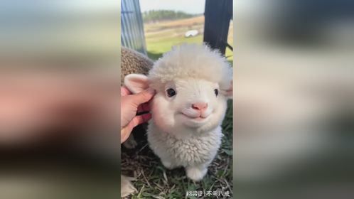 小羊又是强迫营业的一天