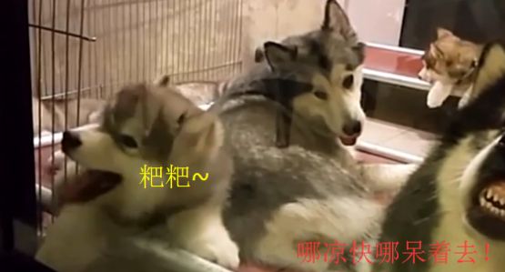 狗爸带娃是一种什么体验？网友：感觉比人类爸爸靠谱多了