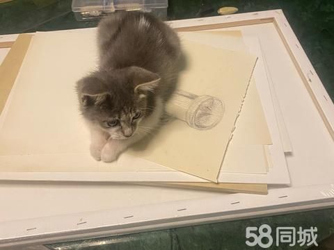 十堰宠物赠送/领养·有要领养小猫咪的吗？