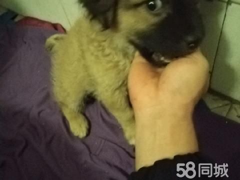 十堰宠物赠送/领养·免费不要钱赠送有缘人小狗狗