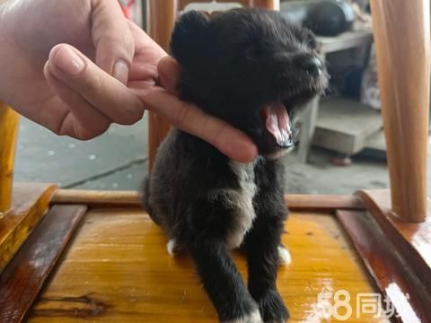 十堰宠物赠送/领养·小狗宝宝！