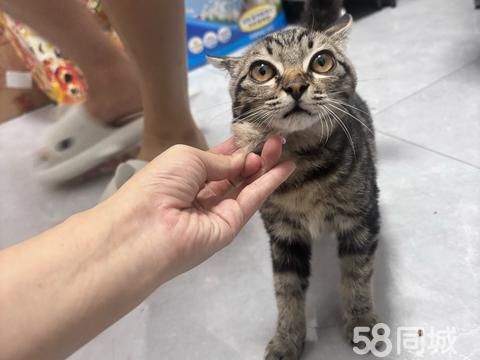 十堰宠物赠送/领养·送小猫 领养