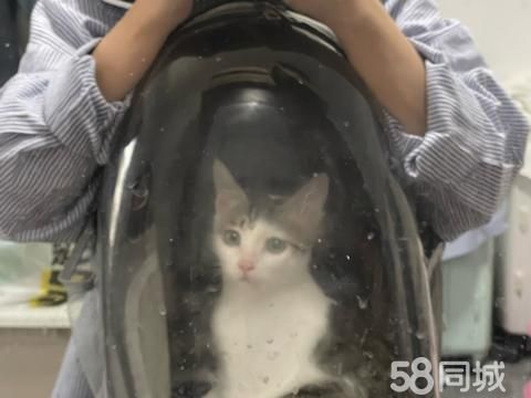 十堰宠物赠送/领养·无偿赠送，免费领养.。 