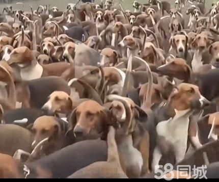 十堰宠物赠送/领养·狗狗领养，可适当出点钱