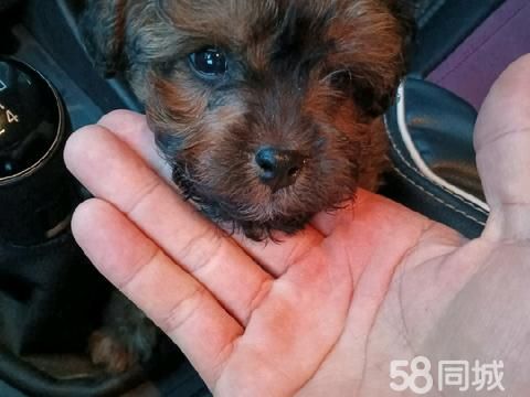 十堰宠物赠送/领养·狗狗没时间养了，有爱狗人士收养吗