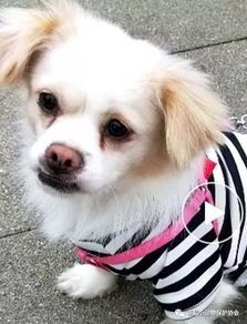 广元宠物店寻看家犬，领养小可爱啦！