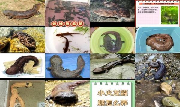 娃娃鱼寿命多长