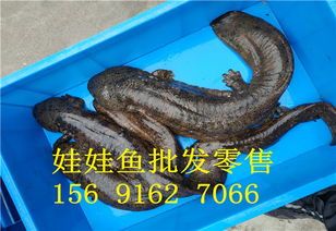 宠物娃娃鱼价格大一只多少钱？