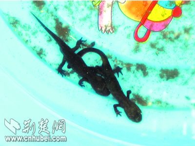 “娃娃鱼”五角钱一条经查宠物原是蝾螈(图)