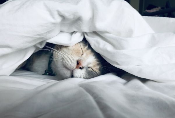 猫咪治愈系朋友圈语录