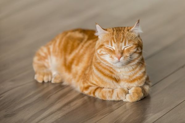 猫咪治愈系朋友圈语录