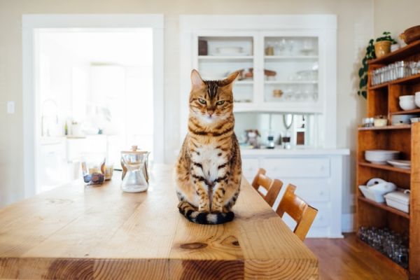 猫咪治愈系朋友圈语录
