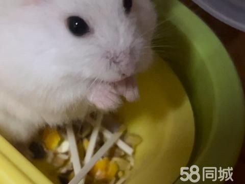 乐清宠物赠送/领养·仓鼠免费送养