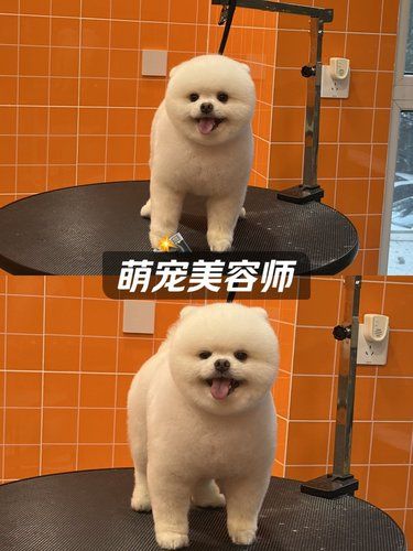 我家萌宠的新造型