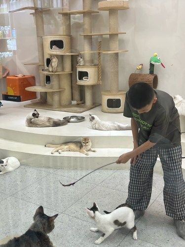 一家干净的撸猫小店