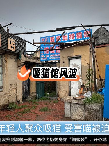 总台记者雨天探访李沧区地下吸猫场所，请看报道