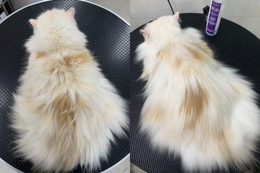 【萌宠驿站-伊珊娜皮毛护理】猫毛打结不用慌！