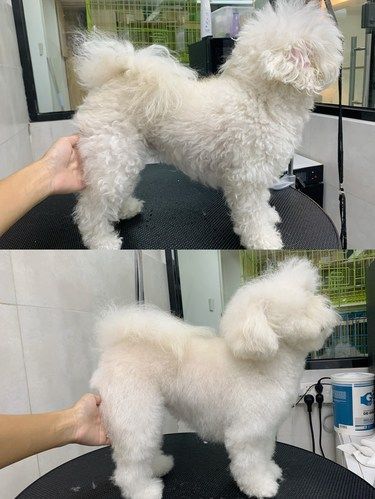 蓬松柔软的狗毛，谁不想rua？