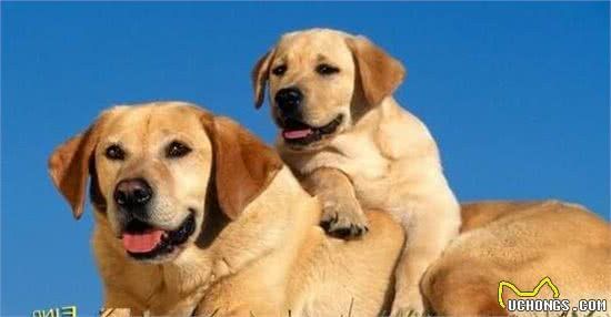 世界三大不咬人的狗，萨摩耶德犬、拉布拉多犬、金毛犬