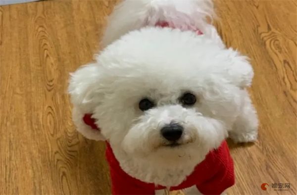 温顺打死也不咬人的小型犬排名 没有攻击性的有哪些