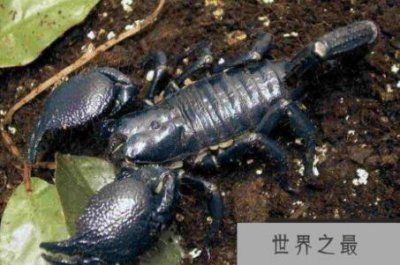 ​世界上最大的蝎子皇帝蝎子可达30厘米以上