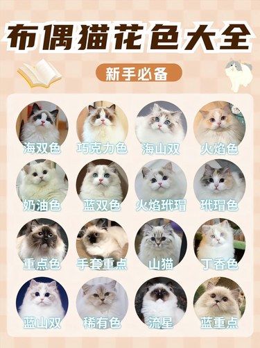 你了解布偶嘛？看看你们家的猫咪是哪种