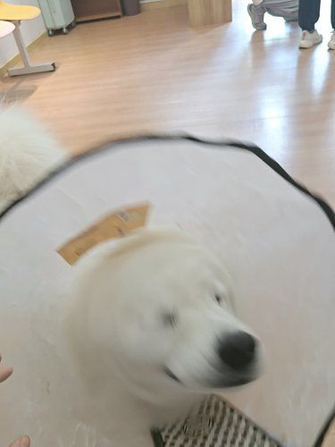 四脚萌宠柔软时光