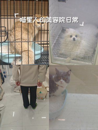 超有爱的一家宠物店