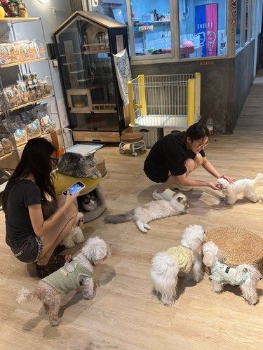 什么？花巷里居然有一家马尔济斯随便撸