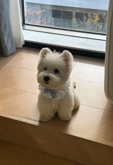 捡大漏！终于买到了心仪的小狗狗