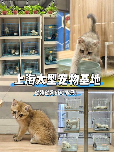 终于找到我的梦中情店！小白也能放心冲的宠物店
