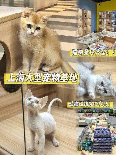 终于买到了！！我的梦中情狗