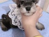 重庆比格犬出售 比格犬多少钱 宠物养殖基地 品种齐全