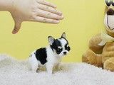 重庆宠物养殖基地 出售柴犬 幼犬出售 高品种狗狗 可视频看宠