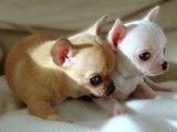 重庆哪里有卖金毛犬 重庆本地犬舍