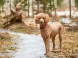 重庆柴犬出售 柴犬多少钱 宠物养殖基地 品种齐全