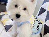 本地出售纯种约克夏犬,柴犬,柯基,比熊,马尔泰犬,西高地,马尔济斯 等