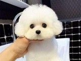 成都哪里有罗威纳 狗狗幼犬出售 高品种狗狗 可视频看宠