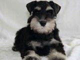 成都西施犬出售 西施犬多少钱 宠物养殖基地 品种齐全