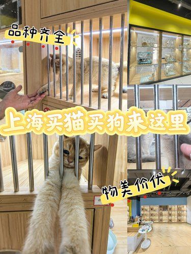 上海猫狗基地天花板！实现养宠自由！