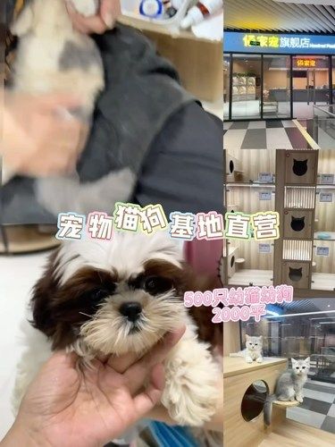 上海，在这家2000平宠物店挑花眼了