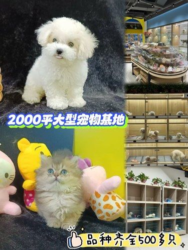 上海萌宠控速来！2000㎡宠物店逛到不想走