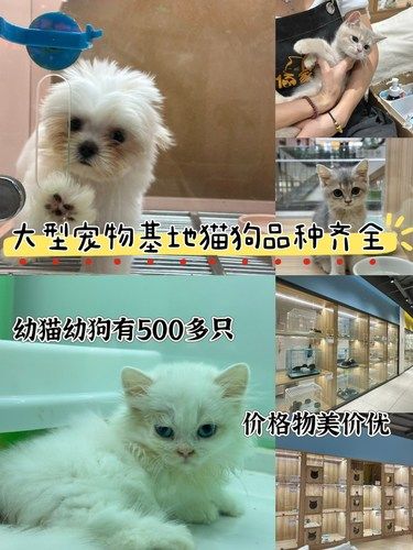在上海找到靠谱猫狗基地！从选到接回家全程暖心