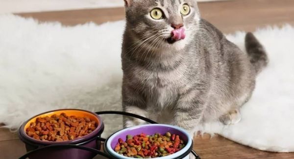 自由狼宠物食品加盟要注意什么？